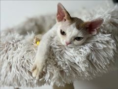 -山宅一喵德文卷毛猫舍