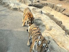 -大连森林动物园