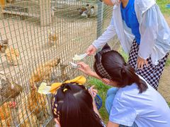 -前小桔亲子创意农场·草莓采摘·露营烧烤