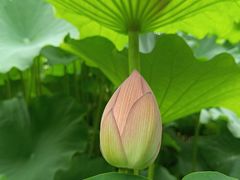 -陈家山荷花公园