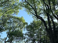 -金鸡湖桃花岛