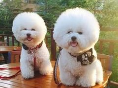 -圣宠宠物(平吉花卉市场店)