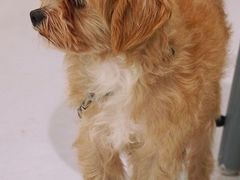 -COTTON CAFE(德信·中外公寓店)