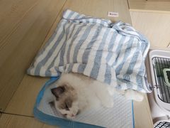 -乐派堂宠物医院·猫友好· 心脏科(东街店)