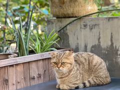 -谷咖啡·鲜花绿植花园餐厅