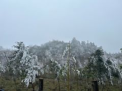 -武陵山森林公园