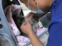 -北京观赏动物医院·24小时大型综合·猫专科·异宠专科