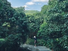 -大屏嶂森林公园
