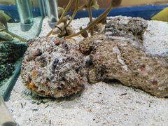 -太平洋海底世界