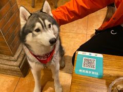 -more than meow吴止猫主题餐厅(承德 中船汇店)