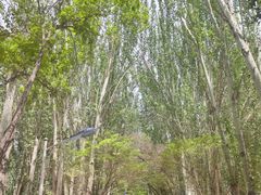 -艾提尕尔清真寺