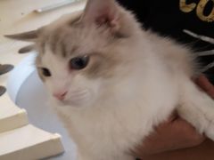 -飞行喵MR PILOT|猫舍·猫咖(静安大融城店)