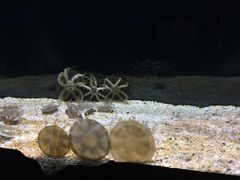 -暹罗海洋世界