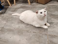 -楼上猫咖(罗湖店)