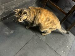 -协和菜馆(凤凰街店)