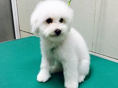 -北京观赏动物医院·24小时大型综合·猫专科·异宠专科