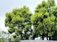 -云溪植物园