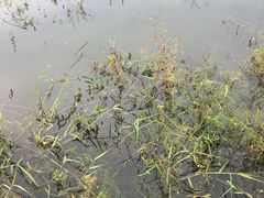 -艾米稻香小镇