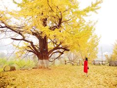 2017.11.17-千年银杏谷文化旅游区