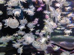 -太平洋海底世界