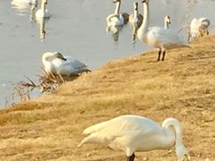 -烟墩角天鹅湖