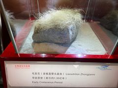 -上海海洋水族馆