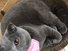 -严国平动物医院(德政总院)