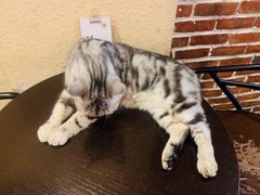 -猫友咖啡店(玉林西路店)