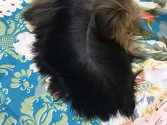 -创凡宠物医院·骨专科  猫科中心(西乡分院)