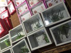-万商花鸟市场