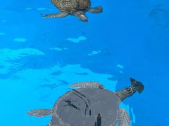 -珠海长隆海洋王国