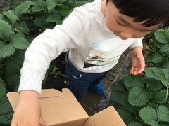 -青浦采草莓天天草莓园