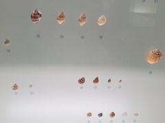 -青岛贝壳博物馆