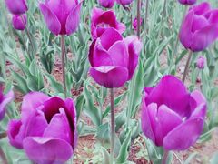 -长春公园(普阳街道)