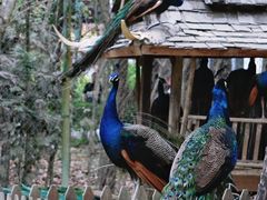 -西双版纳傣族园