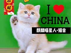 -十年猫舍·猫咪专门店(普陀店)