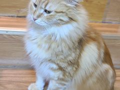 -MOCHA明星猫咖(田子坊店)