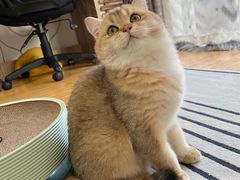 -东方名猫馆·英短金渐层布偶猫舍(环线广场1号楼店)