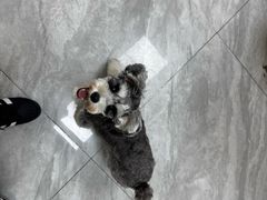 -瑞鹏宠物医院·普外科·影像科·皮肤科(城市山谷分院)