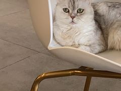 -飞行喵MR PILOT|猫舍·猫咖(静安大融城店)