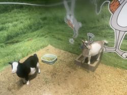 -酷嗒动物文化乐园(cutezoo西溪乐天城店)