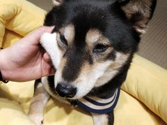 -逗柴咖啡屋·狗咖猫咖宠物桌游