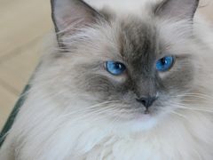 -安格丽娜·狗咖·猫咖羊驼咖(春熙路百盛商场店)
