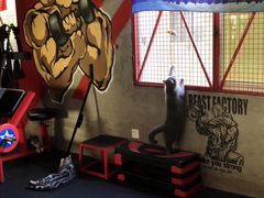 -KingBull私教健身&格斗订制(龙井商业中心店)