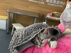 -爱侣宠医·鹦鹉专科·小型哺乳类·异宠专科(灵石路店)