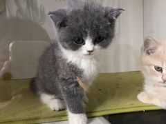 -喵zoo家庭繁育猫舍(尖东智能花园店)