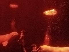 -芜湖新华联大白鲸海洋公园