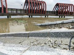 -芒洲湿地公园