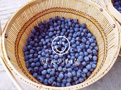 -金谷域澳洲庄园