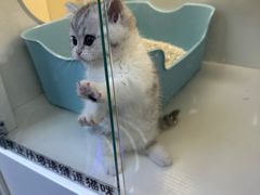 -小猫来了·猫舍(红山六九七九店)